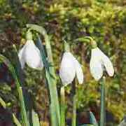 Kevesebben tépnek hóvirágot március elején