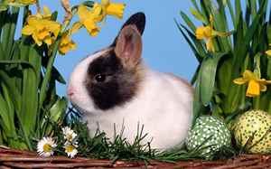 husvet husveti fesztival husveti tojasdekoralas 2010 Szombathely online hírek husvet husveti fesztival husveti tojasdekoralas 2010 Szombathely online hírek