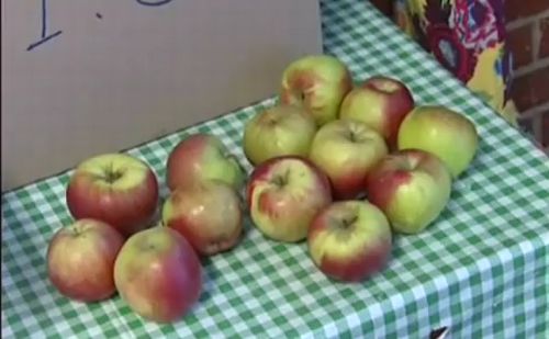 Iskolagyümölcs jár a szombathelyi diákoknak