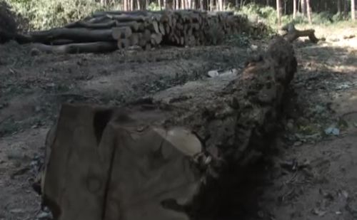 Erdészeti célú fejlesztések valósultak meg Szombathelyen