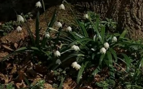 Virágszőnyeg borítja majd a körmendi Dobogóerdőt