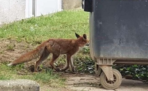 Veszett róka jelent meg a körmendi lakótelepen