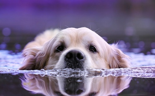 Tovább fejlesztik Vas megye egyetlen kutyastrandját