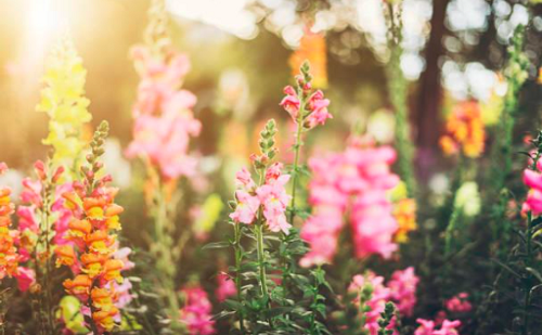  Tavaszköszöntő Iváncon