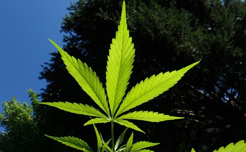 Több mint 20 kannabiszt termesztettek a férfiak